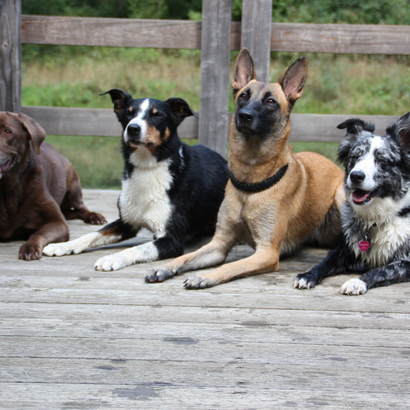Gruppentraining für Erwachsene Hunde