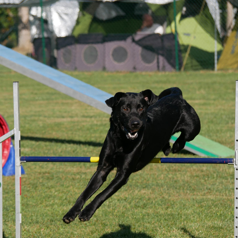 Agility für Einsteiger und Anfänger