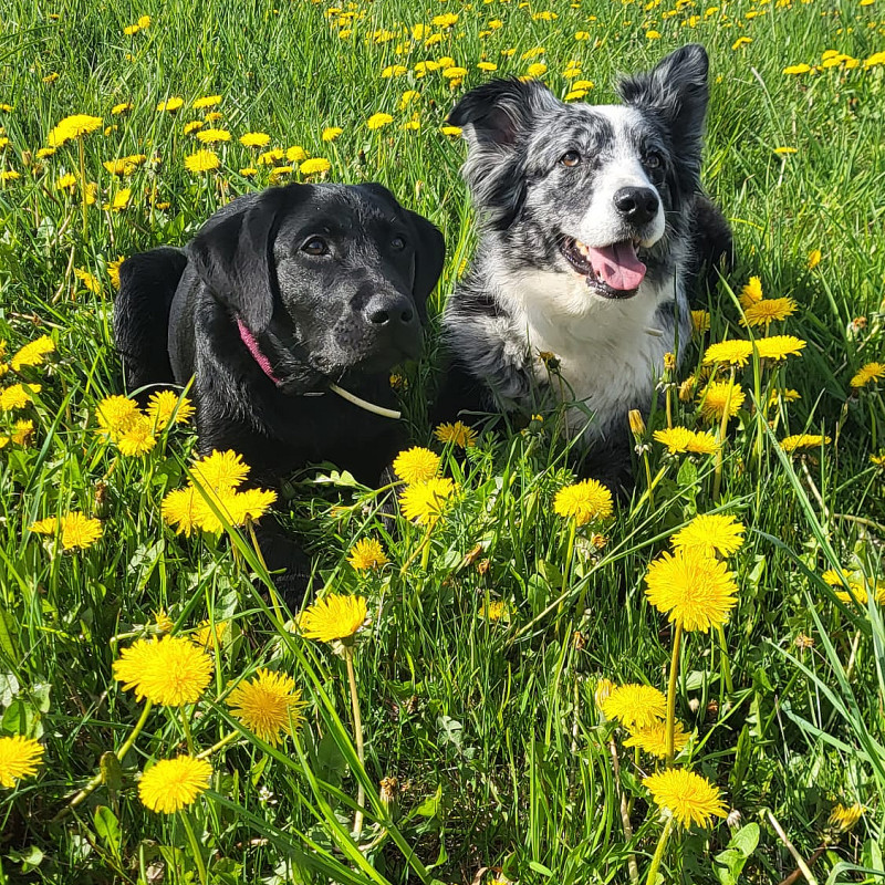 Social walk