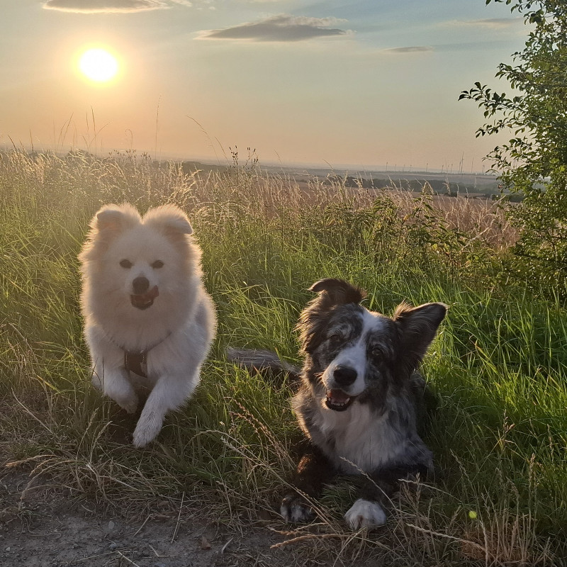 social walk