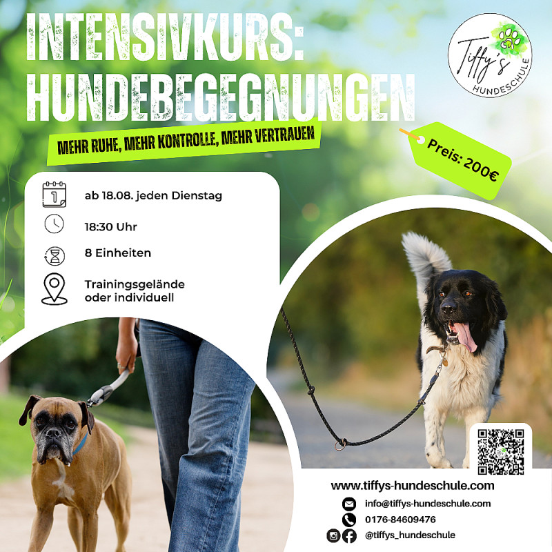 Intensivkurs: Hundebegegnungen