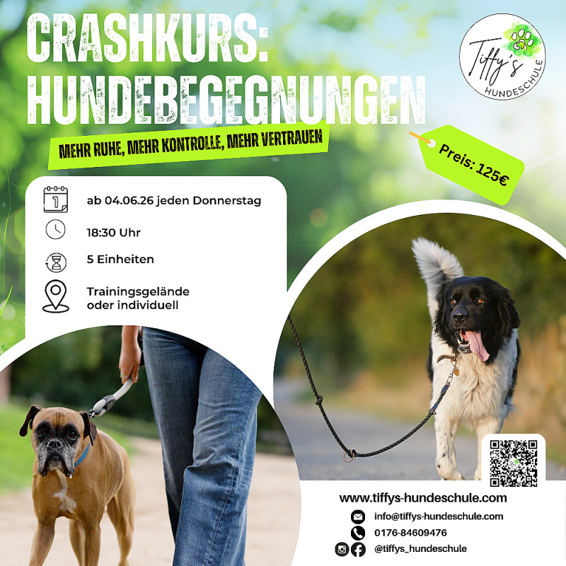 Crashkurs: Hundebegegnungen