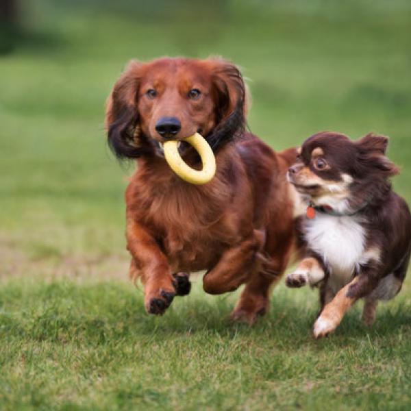 HUNDETREFF "minis" & "midis"