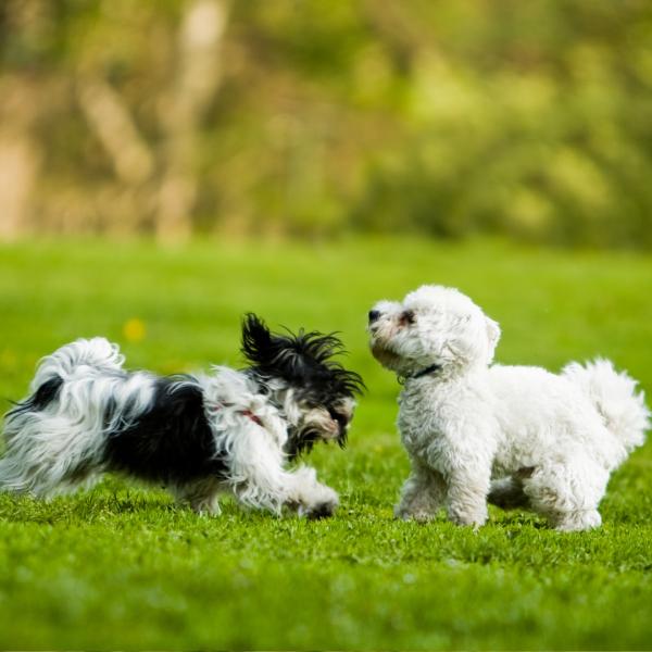 Hundekontakt-Stunde: kleine Hunde