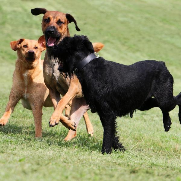 Hundekontakt-Stunde: große Hunde