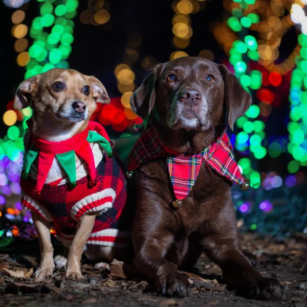 Weihnachtspaziergang 2025