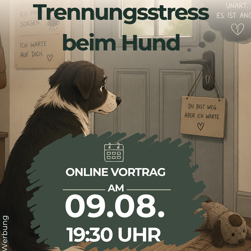 Trennungsstress beim Hund