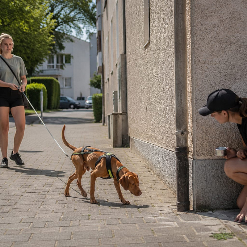 Mantrailing  Anfängerkurs