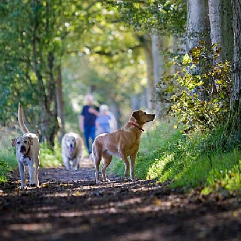 Trainingsspaziergänge