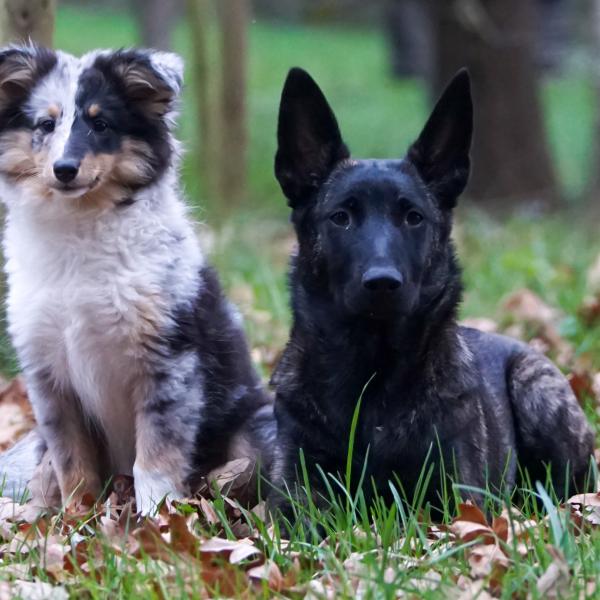 Hüte - und Schäferhunde im Familienalltag