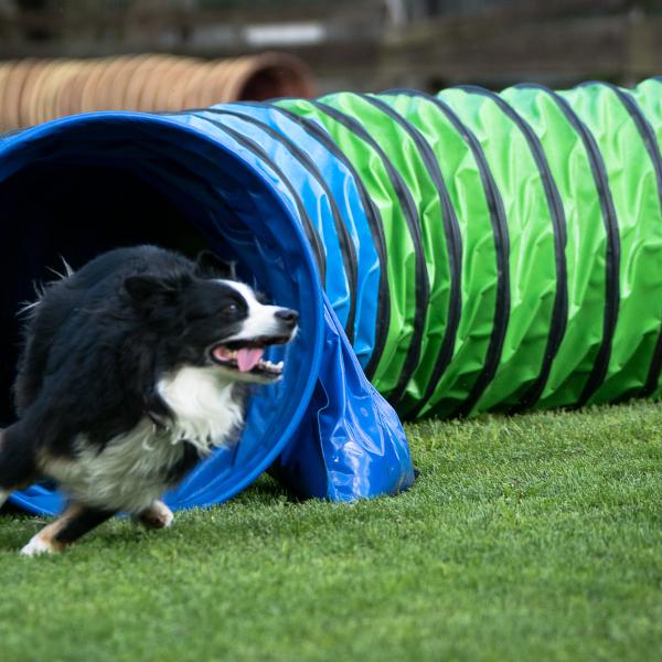Speed Zone:  Agility für Teenager