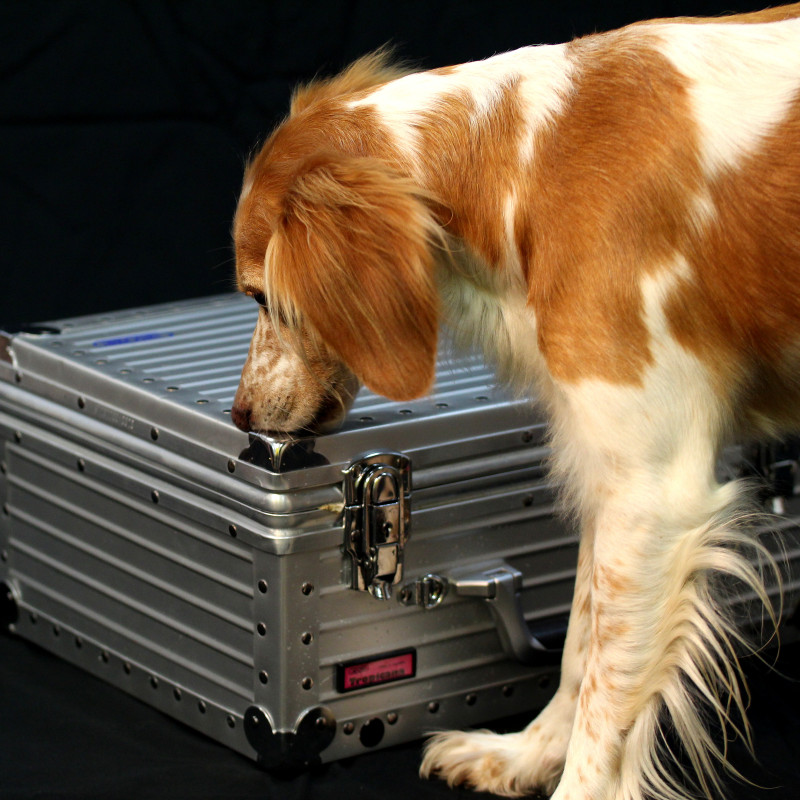 Einsteigerkurs Scent Detection