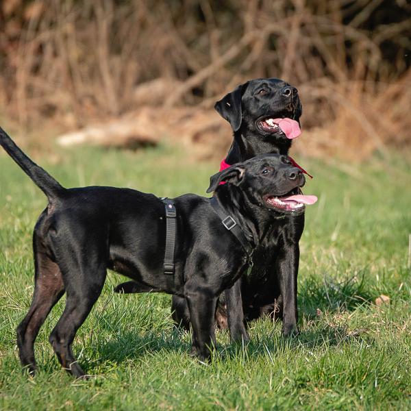 Retrievertraining