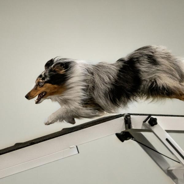 Agility Sport Aufbaukurs