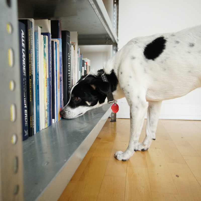 Kostenloses Schnuppertraining Scent Detection ONLINE