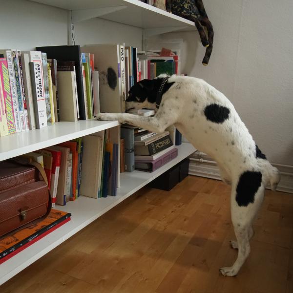 Kostenloses Schnuppertraining Scent Detection ONLINE