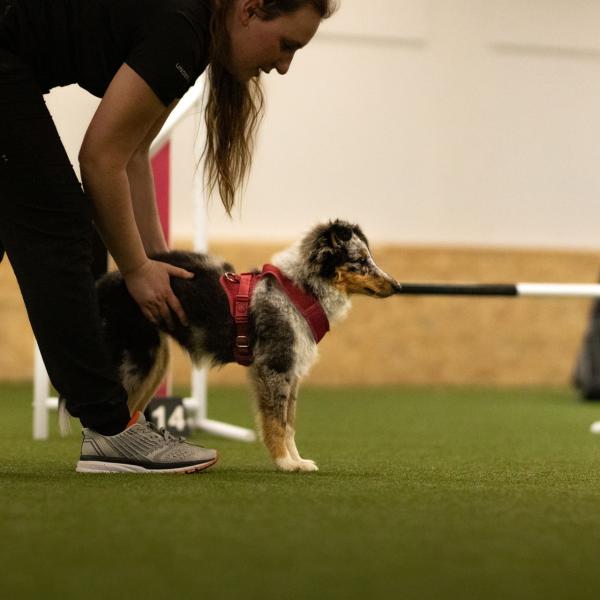 Agility Sport Kurs für Einsteiger