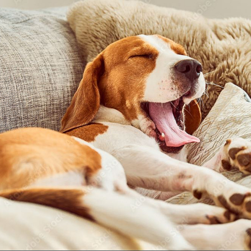 Intensivkurs: Entspannt alleine bleiben lernen