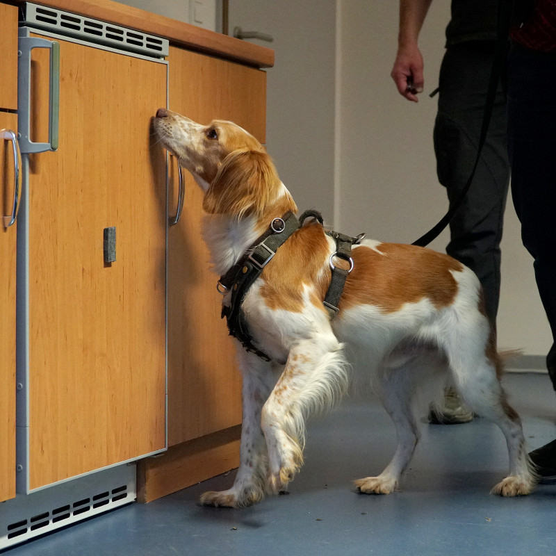 Scent Detection Kurs Level 2
