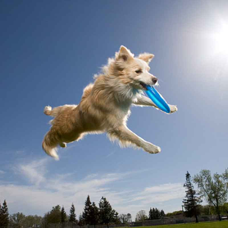 Einsteigerworkshop Hundefrisbee für Familienhunde: Bewegung, Gehorsam und Spaß