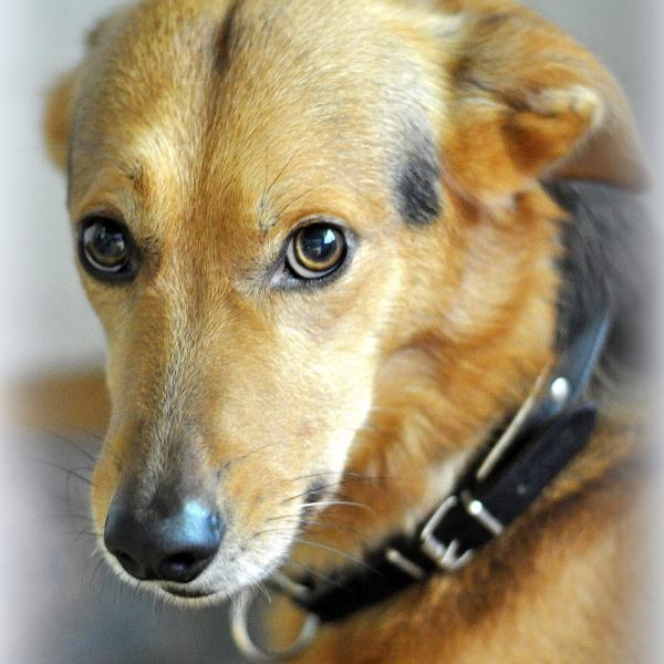 Hilfe mein Hund hat Ängste!