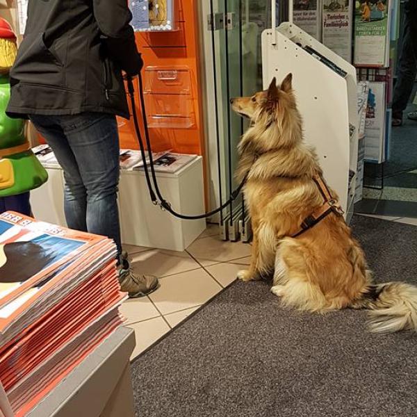 Hundeführerschein- was er wirklich bringt
