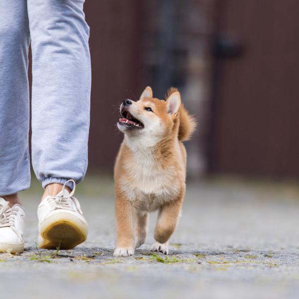 Erziehungskurs für Junghunde und Anfänger ab 20 Wochen