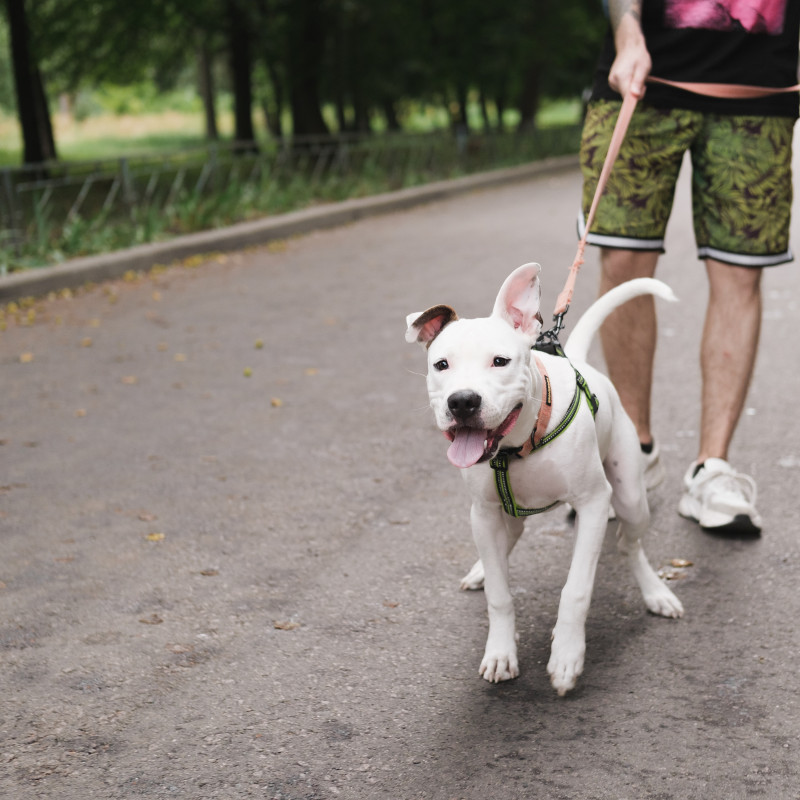 Intensivkurs Hundebegegnungen