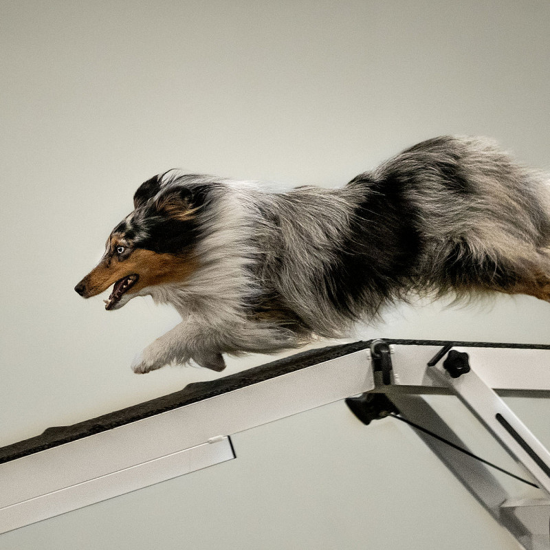 Agility Kurs Fortgeschrittene