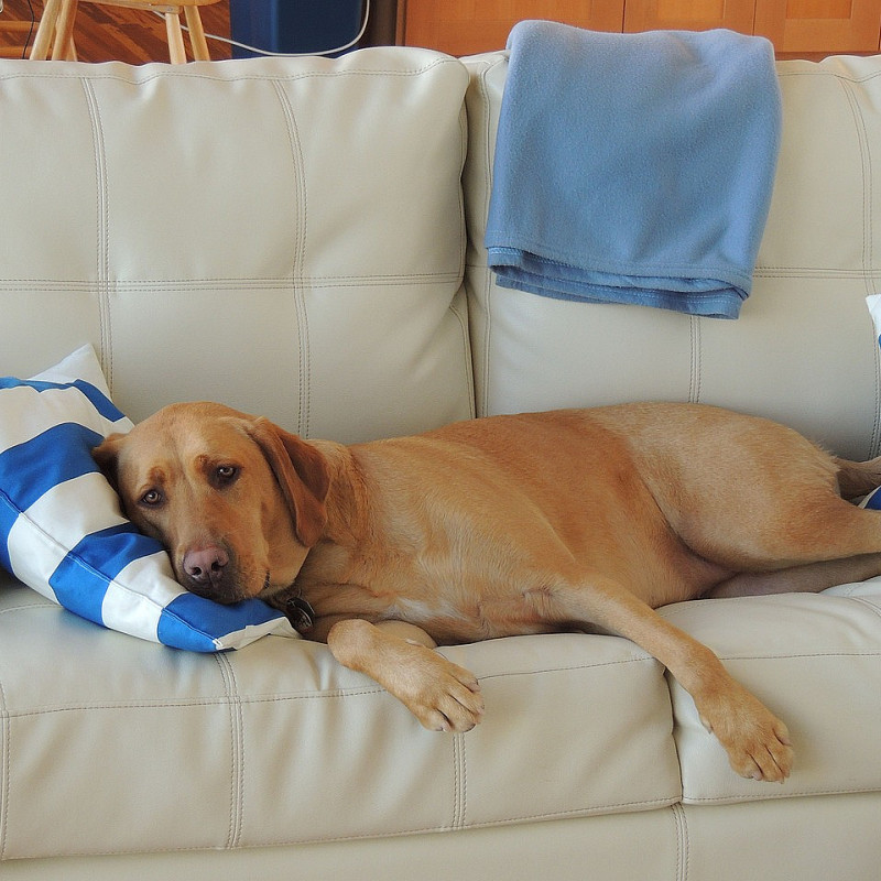 Alleine bleiben lernen - wie es stressfrei gelingt!