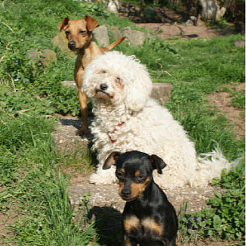 KLEINHUNDE Trainingstreff