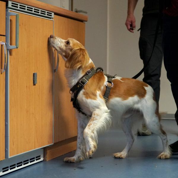 Scent Detection Kurs Level 2