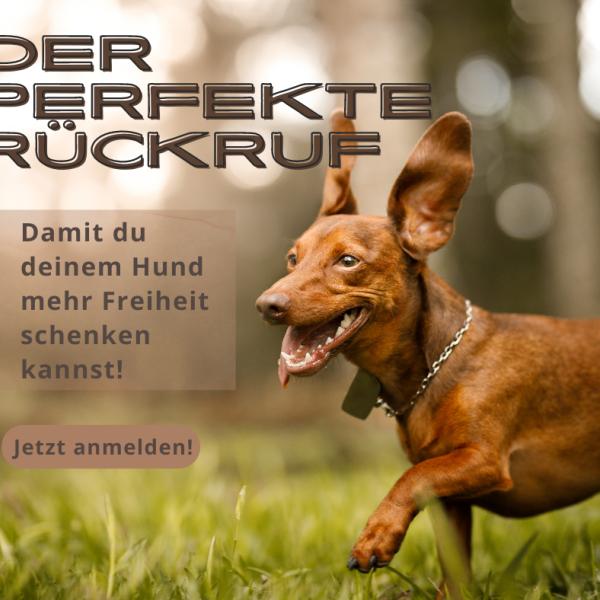 „Rückruf intensiv: Dein Hund kommt zurück – immer und überall!“