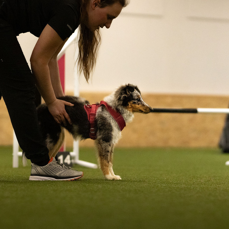 Agility Kurs für Einsteiger
