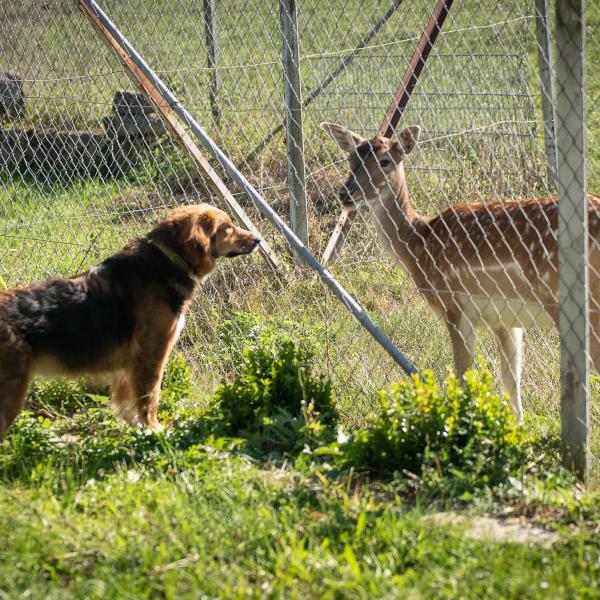 Intensivkurs: Anti-Jagdtraining für Familienhunde