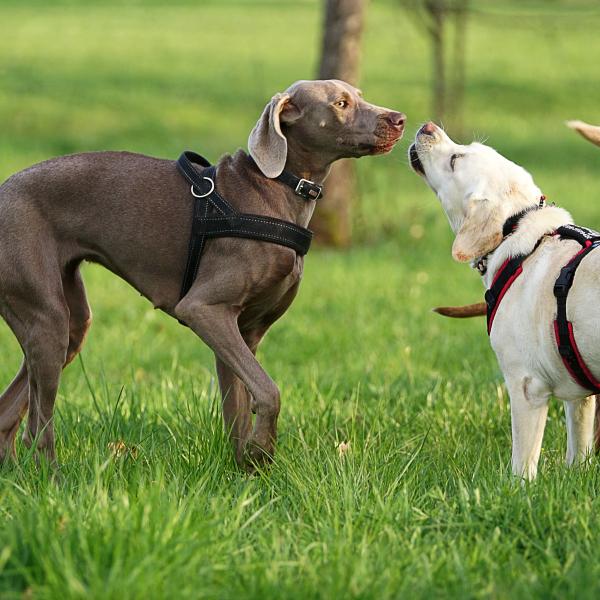 Hundeverträglichkeit üben