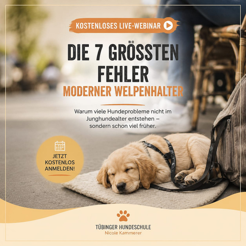 Die grössten Fehler moderner Welpenhalter