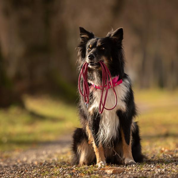 Wenn der Trieb übernimmt -Schäfer - und Hütehunde verstehen und trainieren, bevor sie durchdrehen (Kopie)