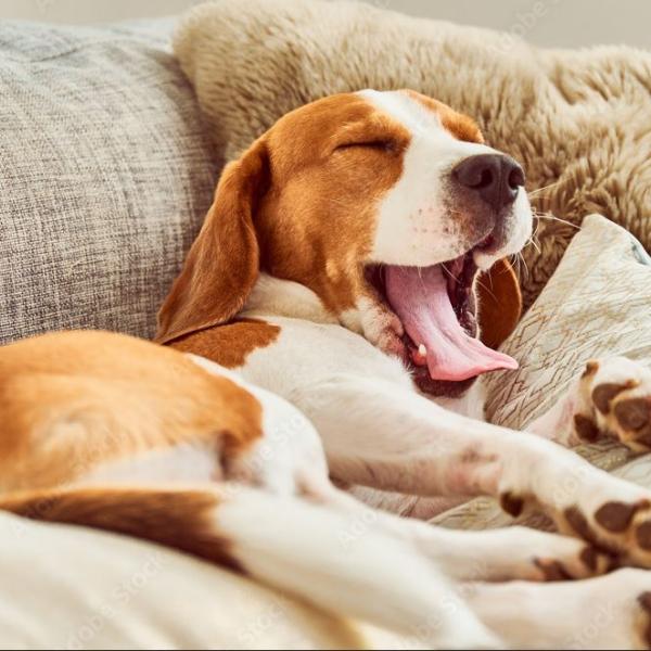 Intensivkurs: Entspannt alleine bleiben lernen