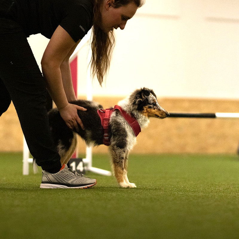 Young Dog Sport Basics