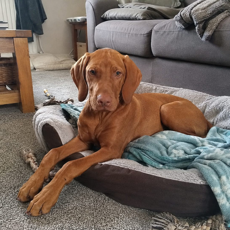 Mein junger Jagdhund als Familienhund