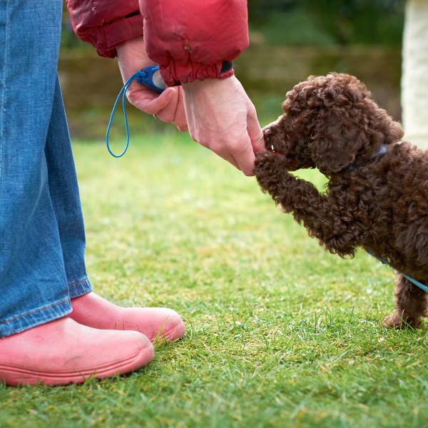 Erziehungsgrundkurs für Junghunde und Anfänger