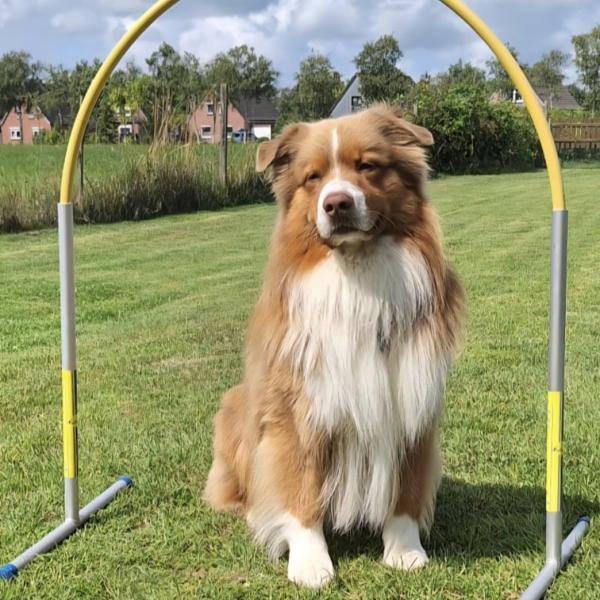 Hoopers Seminar OHNE HUND