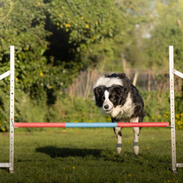 Agility Anfänger Montag