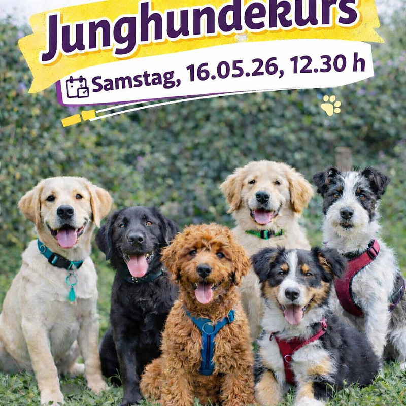 Junghundegruppe ab 16.5.26