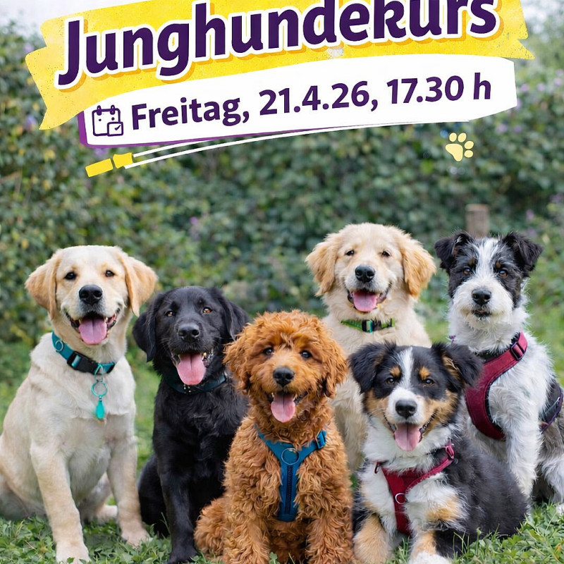 Junghundegruppe ab 24.4.26