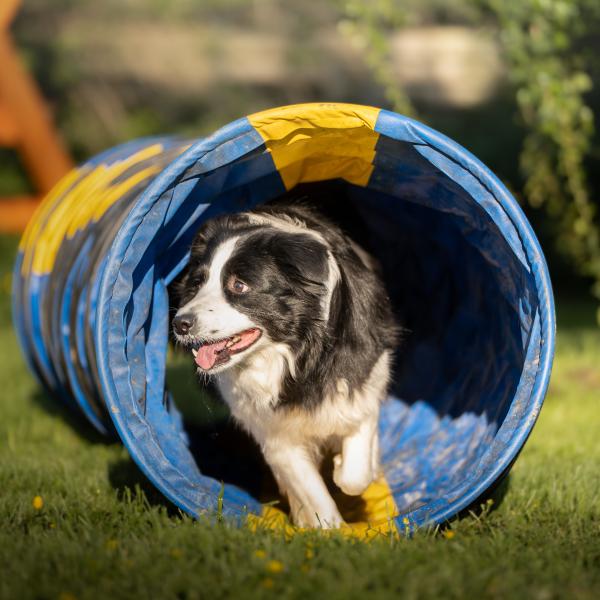Agility Fortgeschrittene Montag