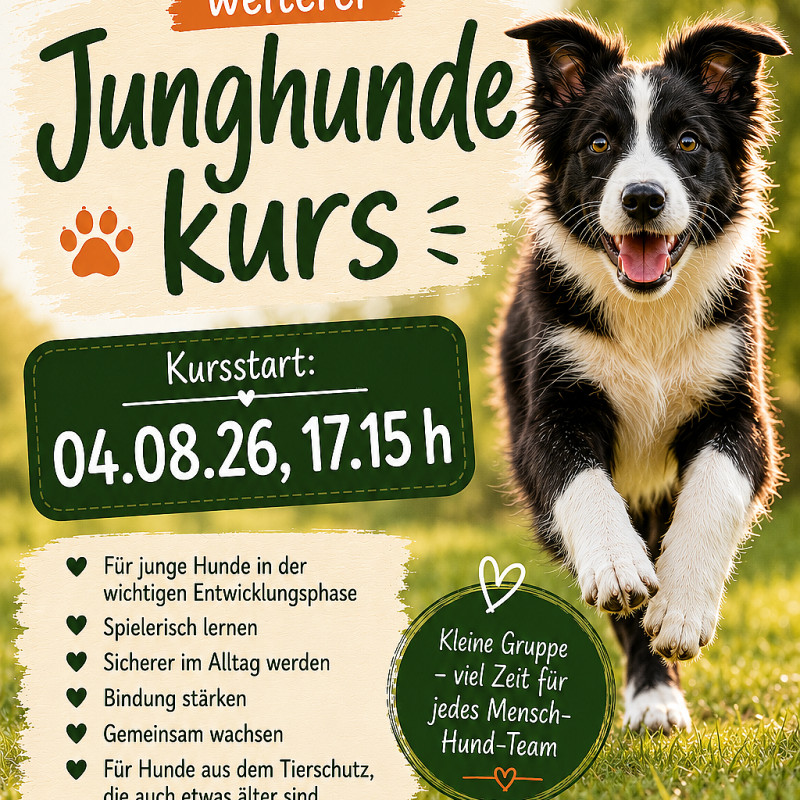 Junghundegruppe ab 4.8.26