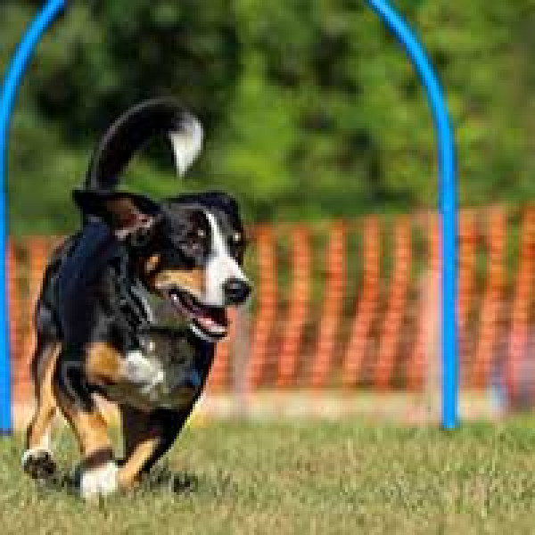 Fun Agility