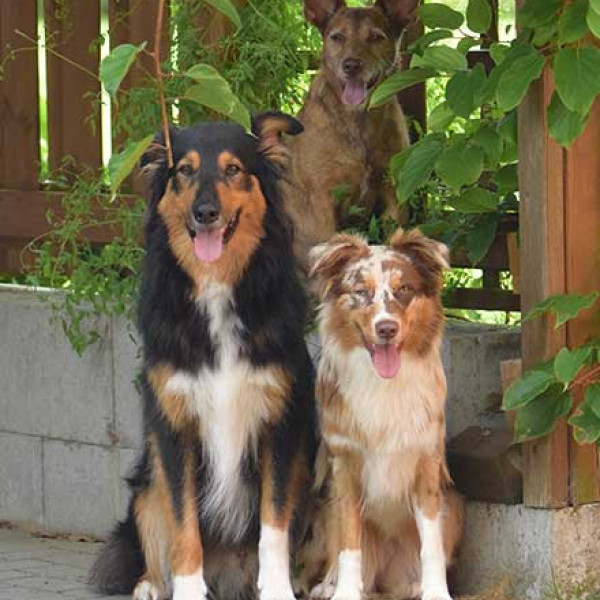 Hund Hund Kommunikation